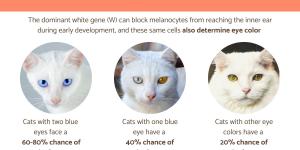 Are All White Cats Deaf?