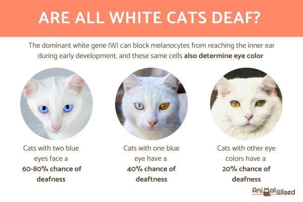 Are All White Cats Deaf?