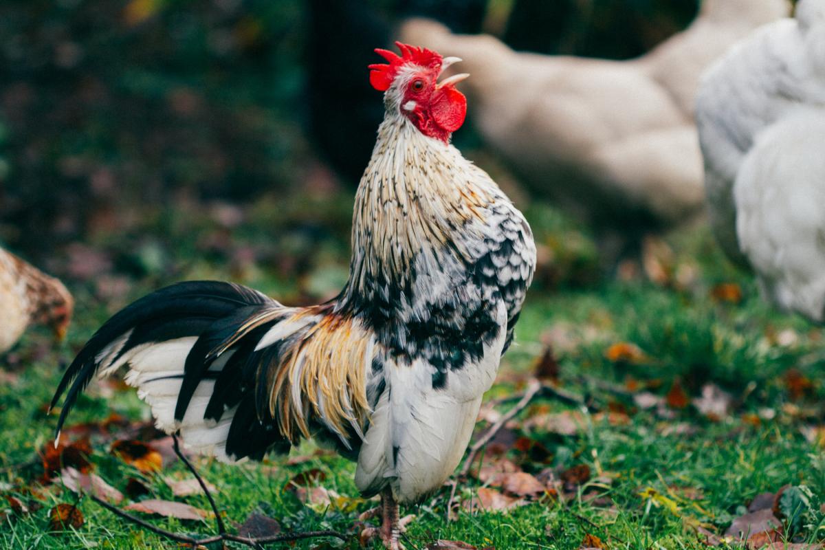 Why Do Roosters Crow in the Morning?