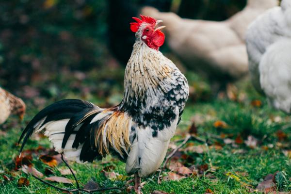 Why Do Roosters Crow in the Morning?