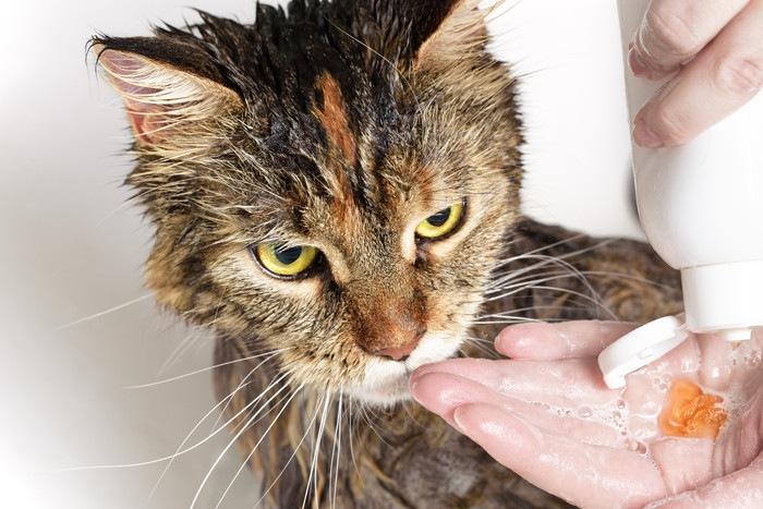 Using dog shampoo on cats outlet