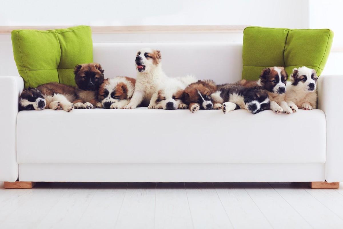 How Many Dogs Can You Own?