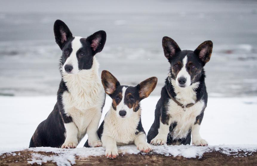 How Many Dogs Can You Own? Legal Regulations And Advice