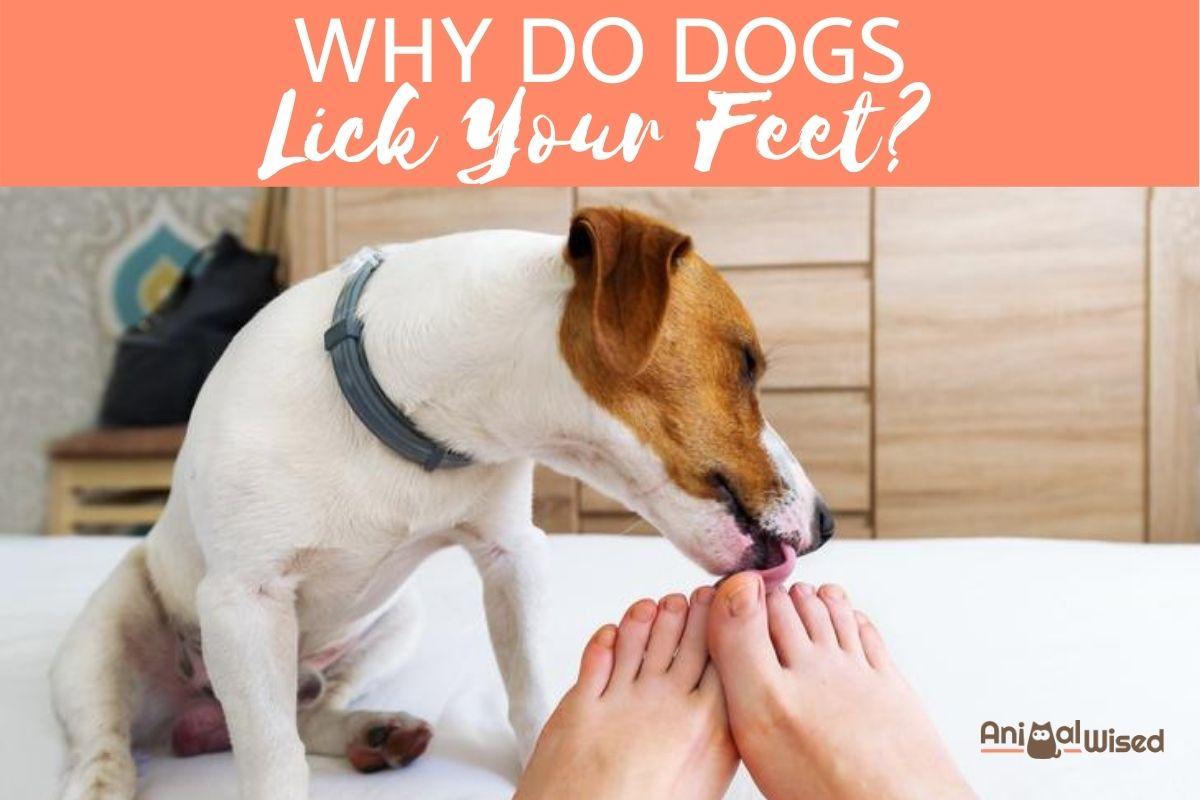 Why Do Dogs Lick Your Feet?