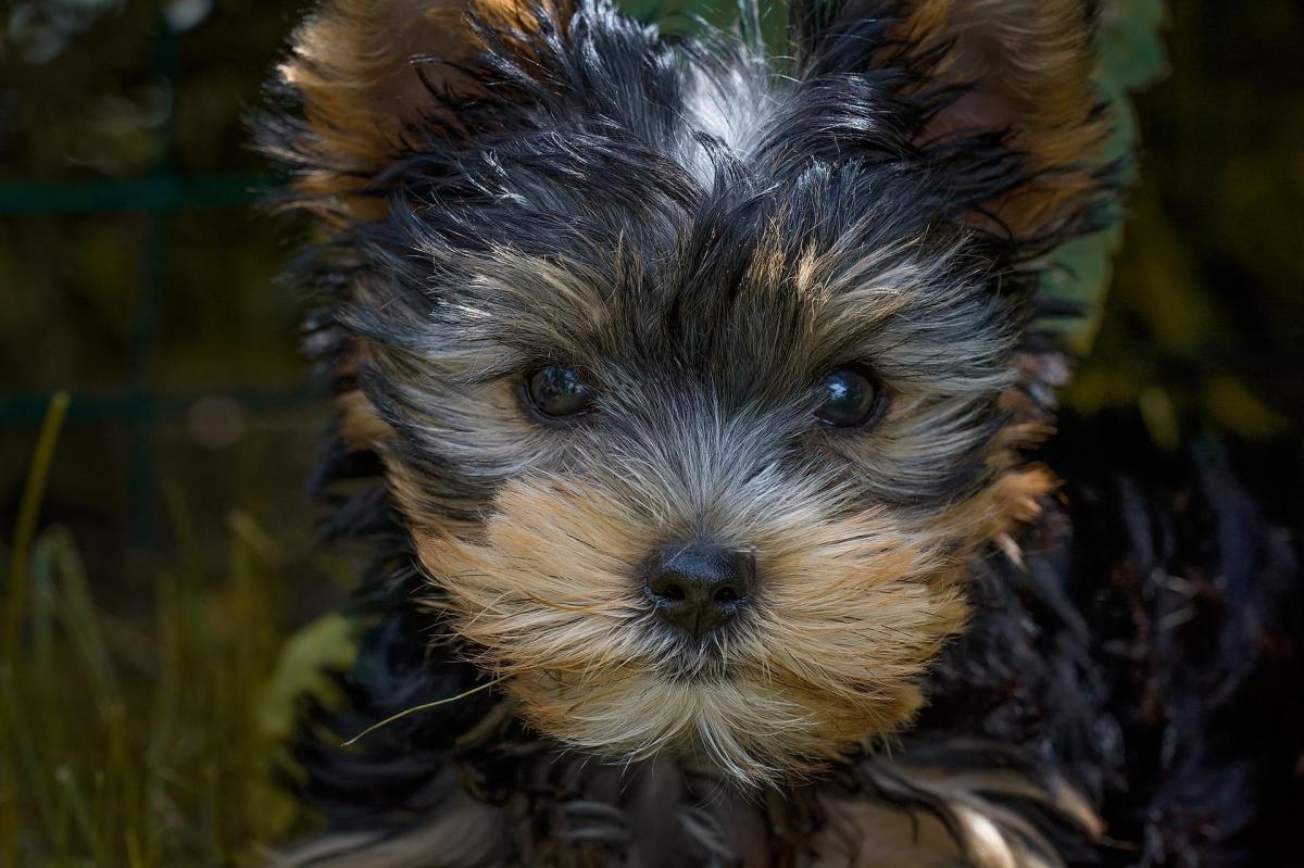 Is My Yorkshire Terrier Purebred?