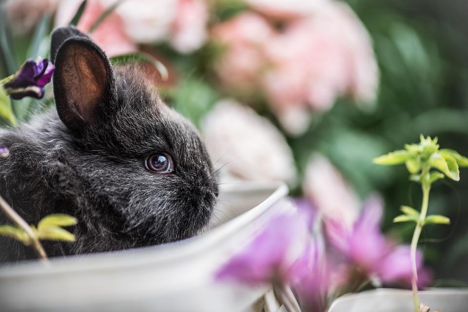 Signs of Stress in Rabbits - Symptoms and Treatment