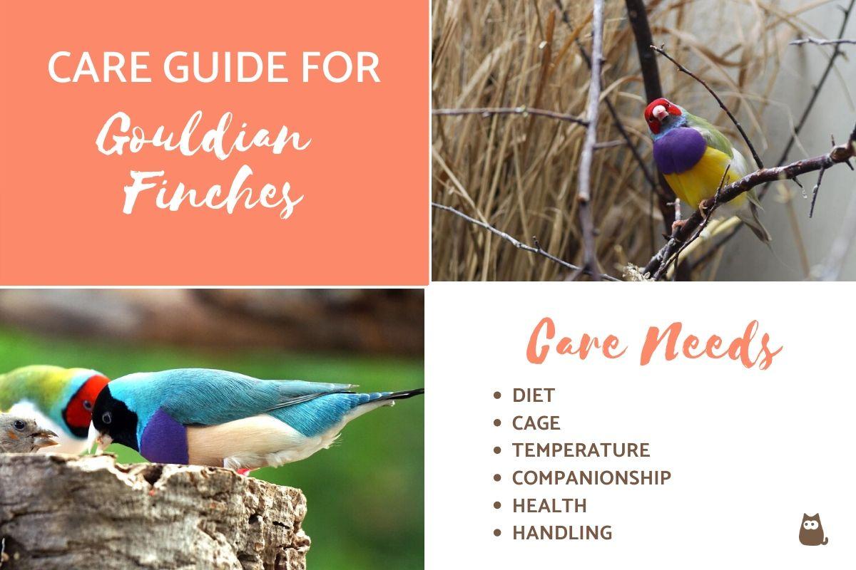 Gouldian Finches as Pets - Complete Care Guide