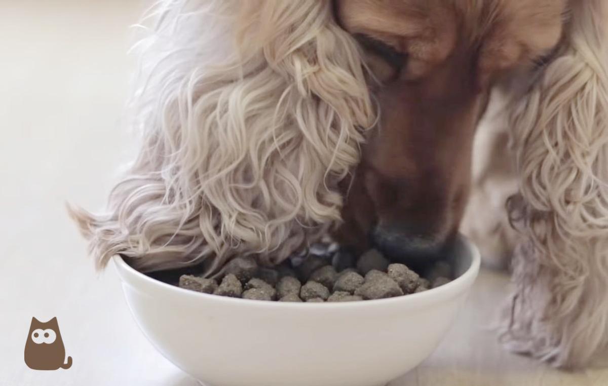 What to Look for in Dog Food