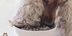 What to Look for in Dog Food