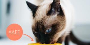 Essential Amino Acids for Cats