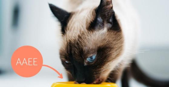 Essential Amino Acids for Cats