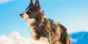 How are Dogs Classified into Types and Groups?