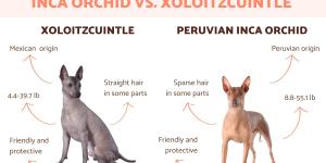 Peruvian Inca Orchid vs. Xoloitzcuintle Differences
