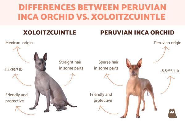 Peruvian Inca Orchid vs. Xoloitzcuintle Differences