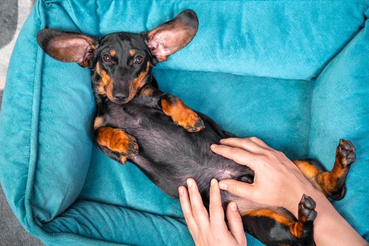 How Long Does It Take for a Puppy to Expel Worms?