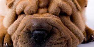 My Shar Pei Won't Open their Eyes - Most Common Causes