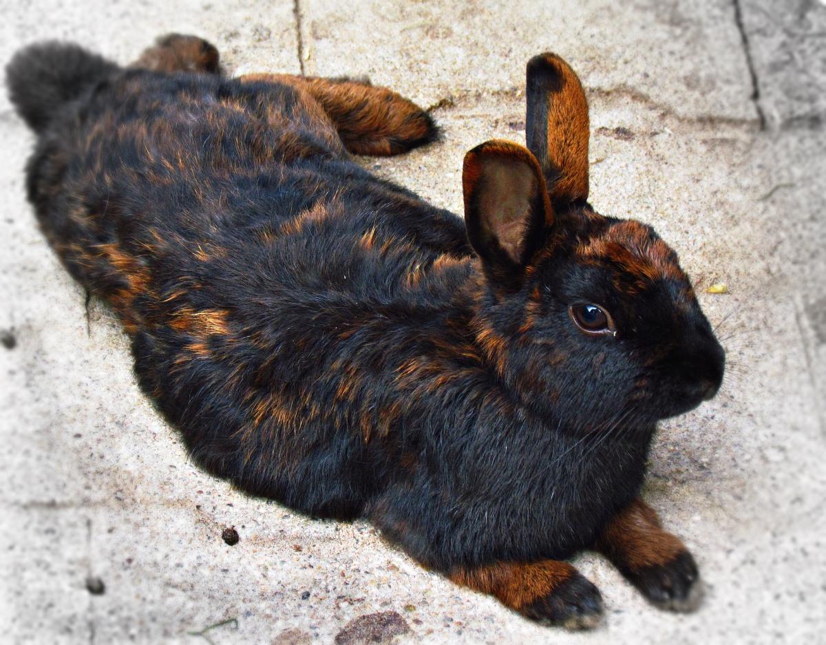 My Rabbit Is Losing Fur - Alopecia in Rabbits