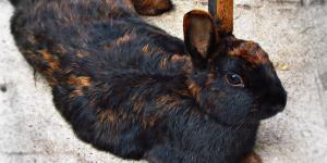 My Rabbit Is Losing Fur - Alopecia in Rabbits