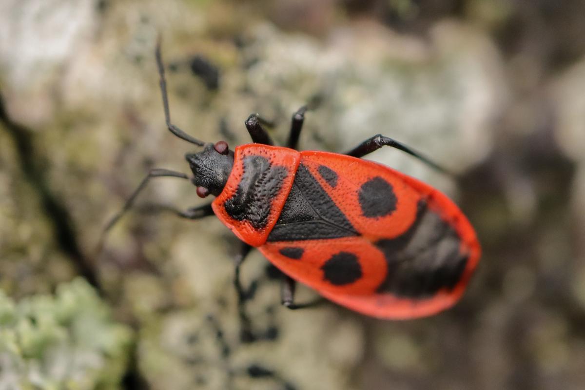 Are Firebugs Harmful?
