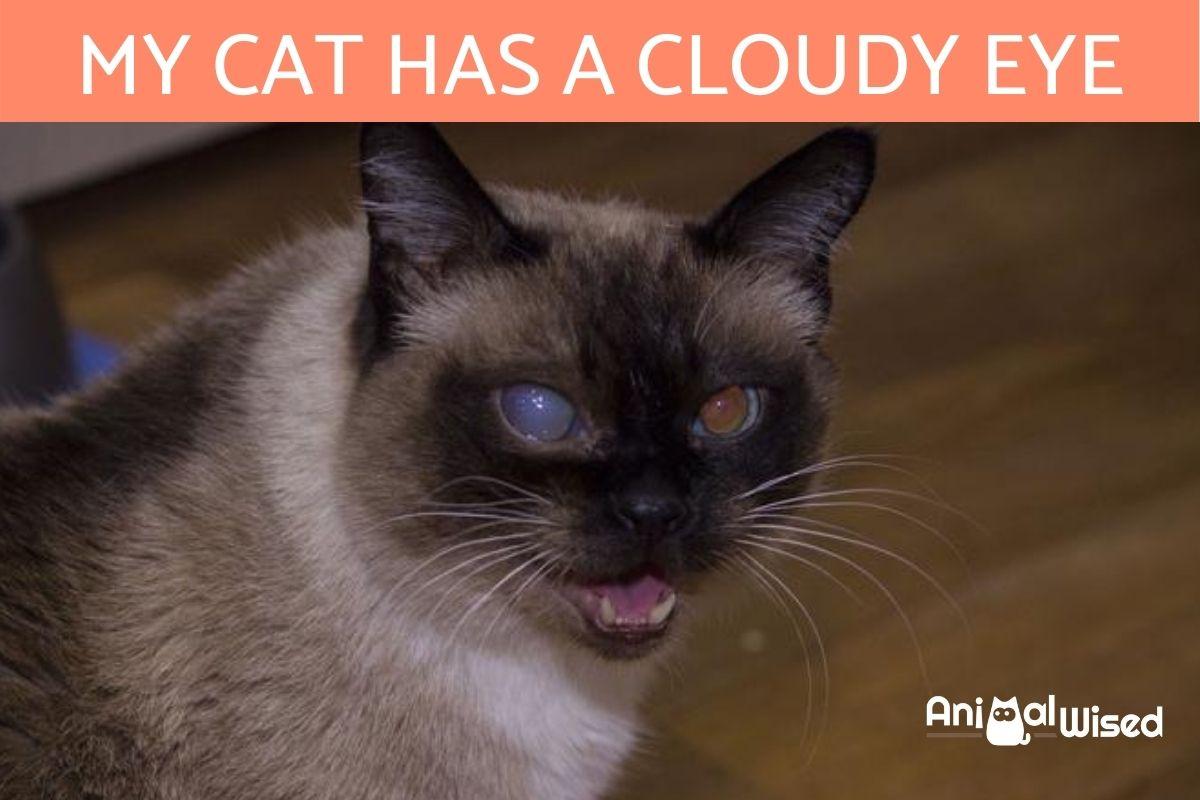 My Cat Has a Cloudy Eye Causes of Cloudy Eyes in Cats