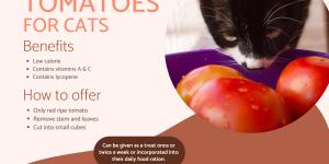 Can Cats Have Tomatoes?