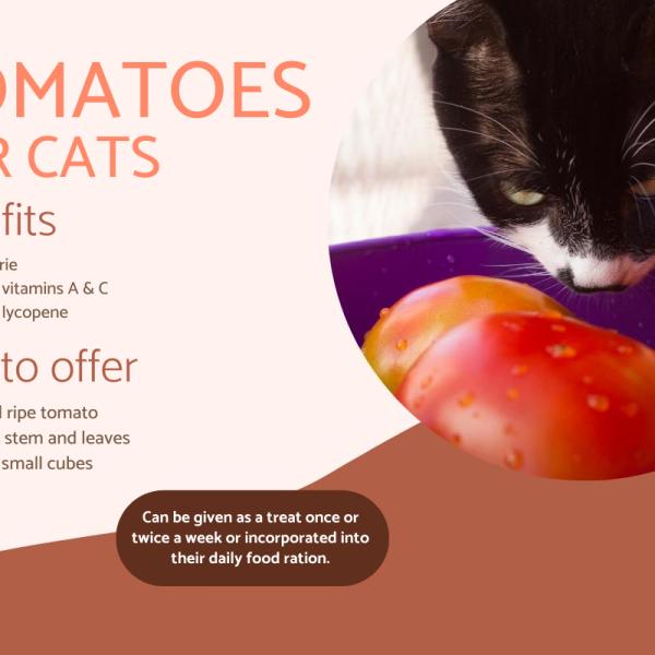 Tomatoes bad for cats on sale