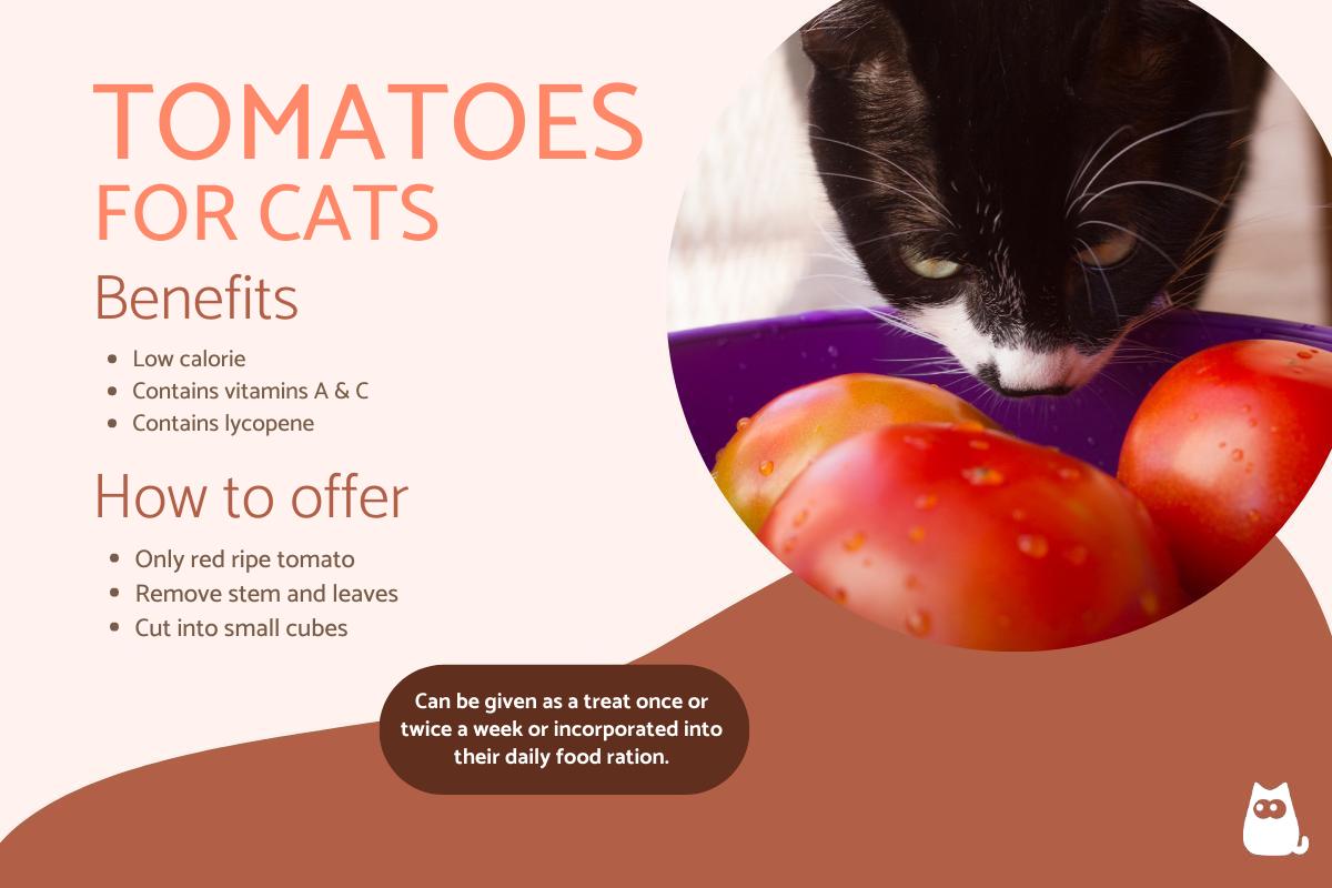 Can Cats Have Tomatoes Benefits And Side Effects Of Tomatoes can-cats-have-tomatoes-benefits-and-side-effects-of-tomatoes