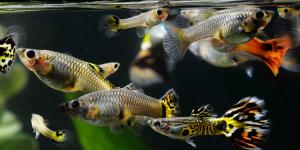 How Do Guppy Fish Reproduce?