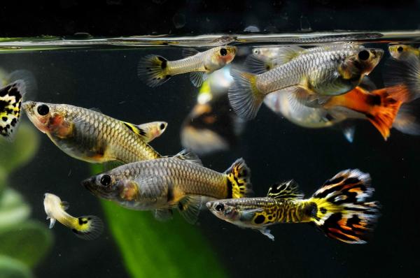 How Do Guppy Fish Reproduce?