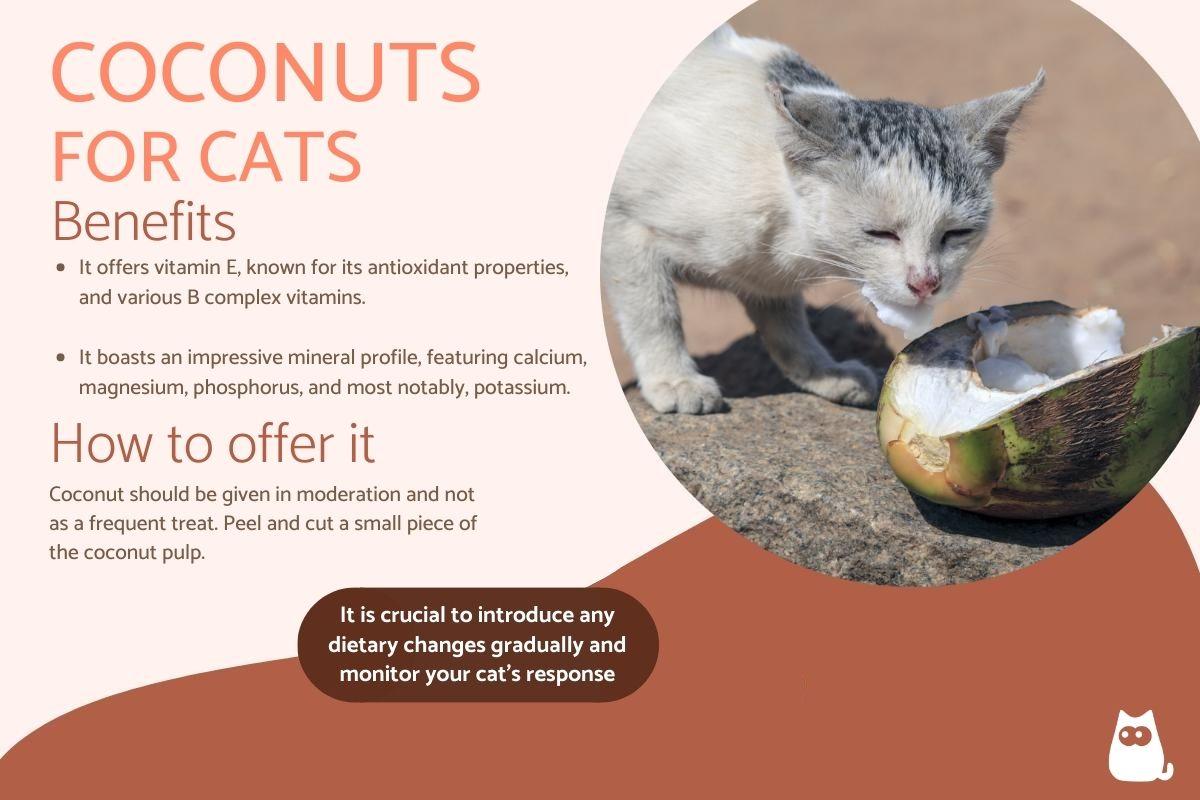 Can Cats Eat Coconut?