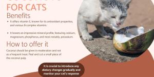 Can Cats Eat Coconut?