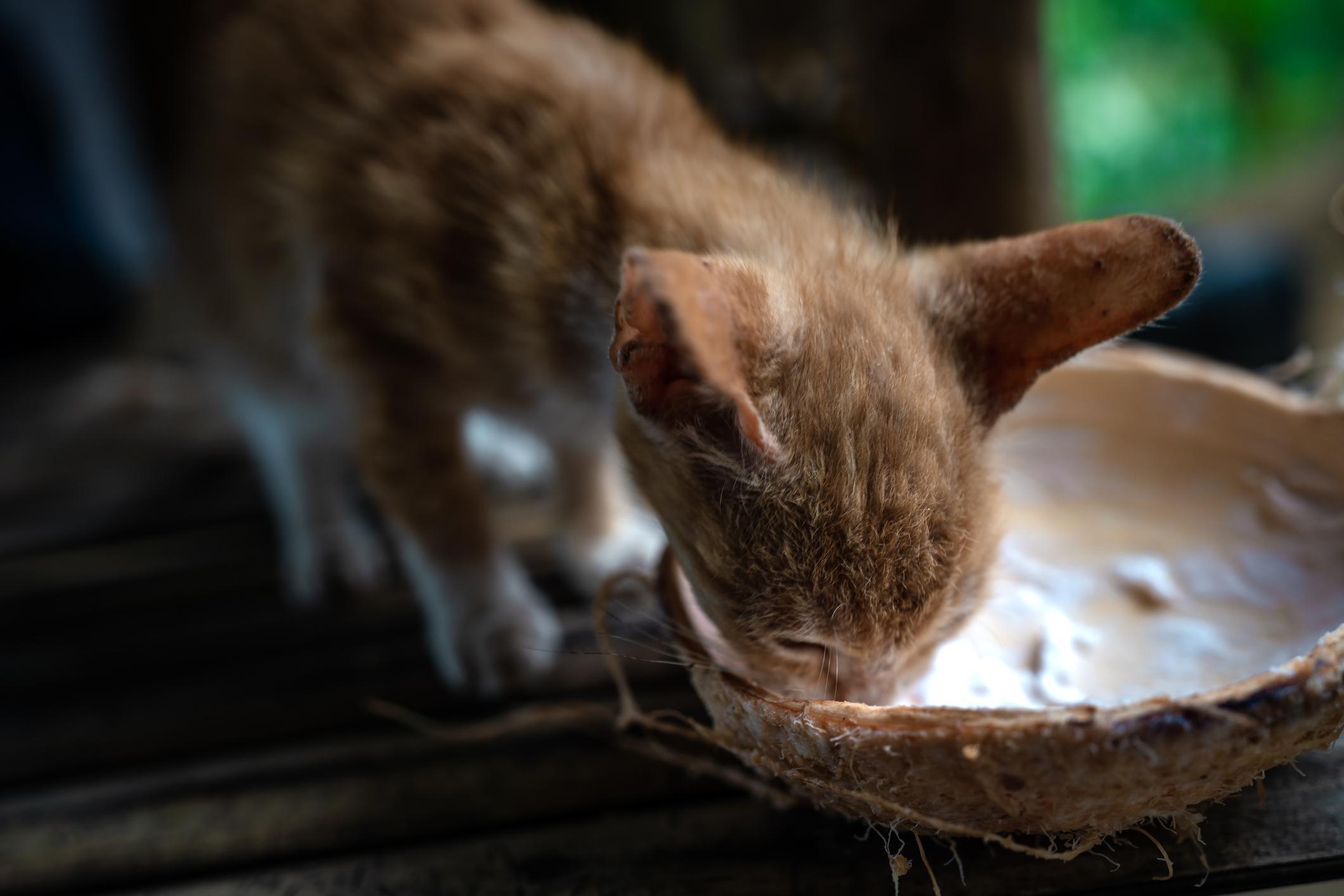 Can Cats Eat Coconut? Benefits, Risks, and Safe Ways to Treat Them