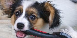 Types of Dog Brushes and Combs