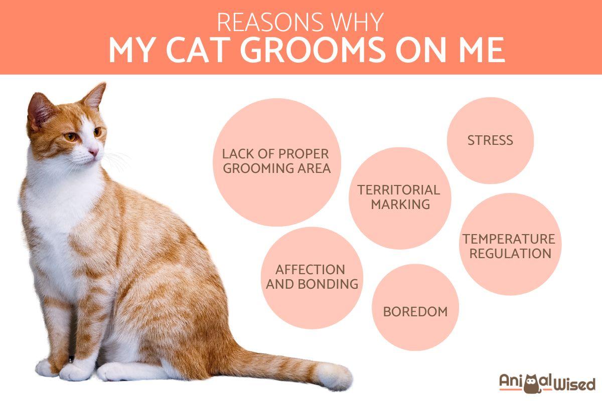 My Cat Grooms on Me - Causes & Solutions