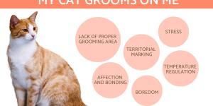My Cat Grooms on Me - Causes & Solutions