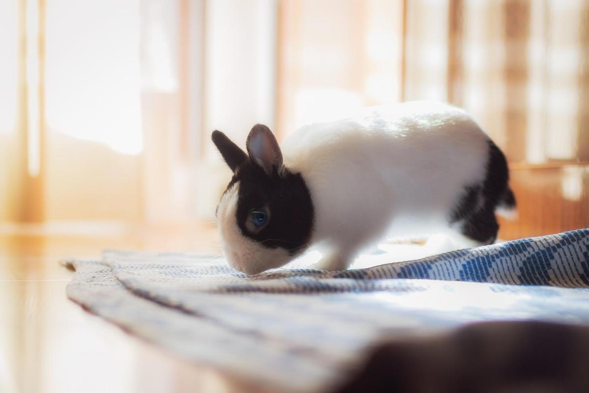 Why Does My Rabbit Run In Circles? Possible Causes and Solutions