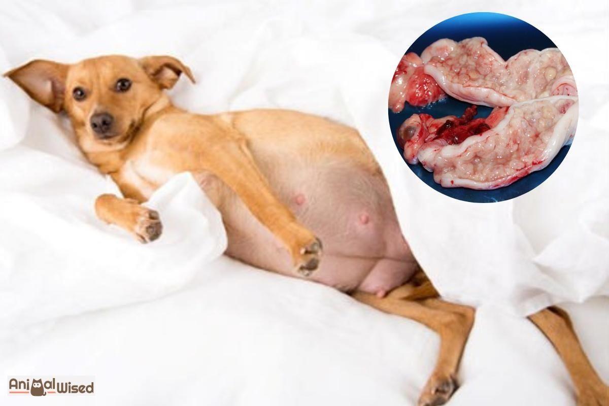 Cystic Endometrial Hyperplasia in Dogs - Causes and Treatment