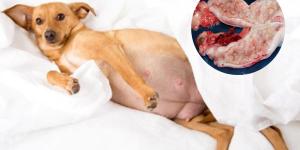 Cystic Endometrial Hyperplasia in Dogs - Causes and Treatment