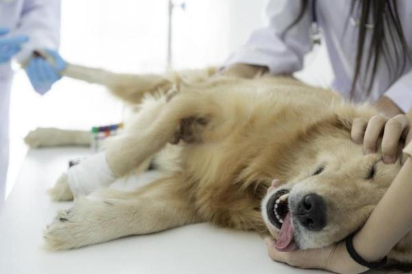 Cystic Endometrial Hyperplasia in Dogs - Causes and Treatment - What is cystic endometrial hyperplasia in dogs?