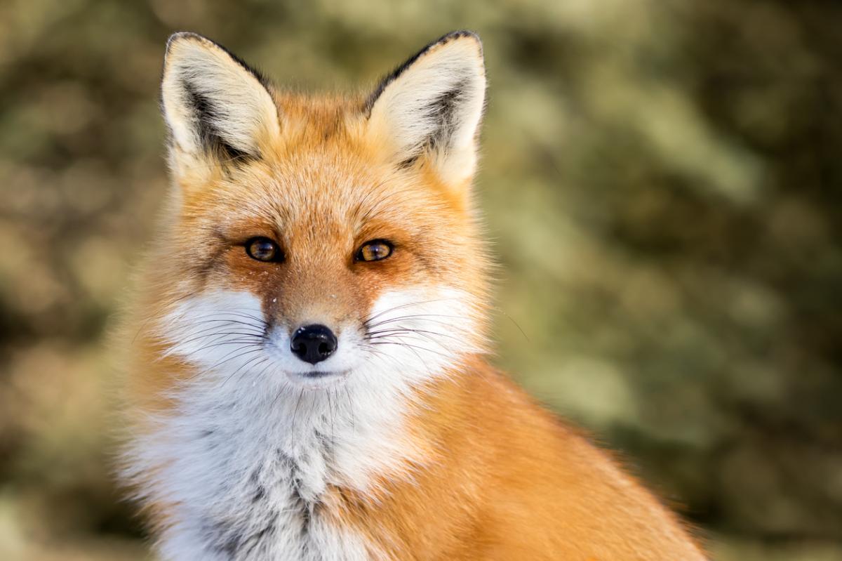 What to Feed a Pet Fox