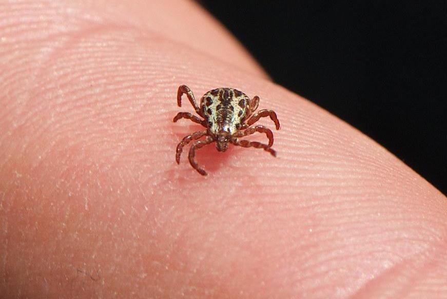 Animals with Shells - Examples with Pictures