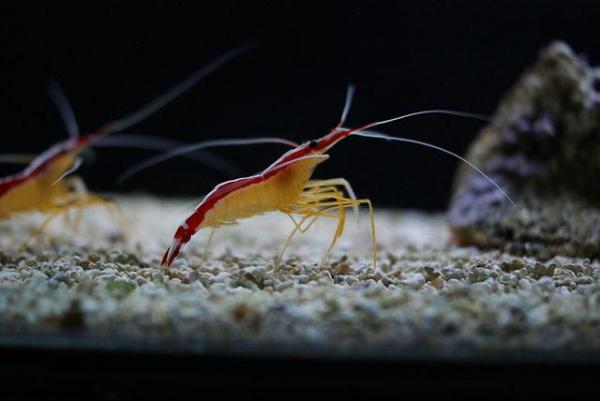 Animals with Shells - Examples with Pictures - 9. Pacific cleaner shrimp (Lysmata amboinensis)