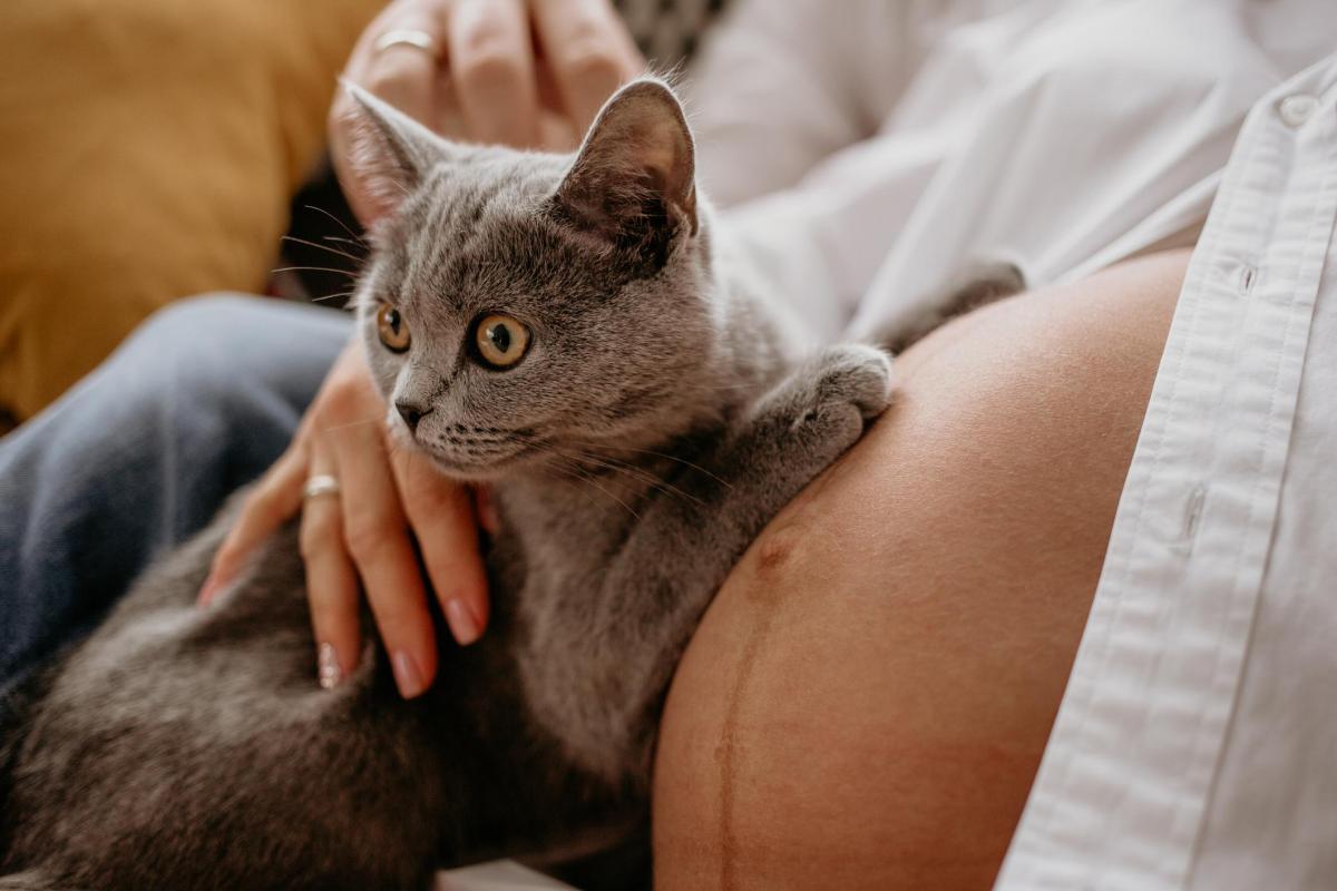 Can Cats Sense a Woman’s Pregnancy?