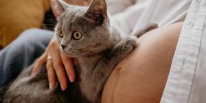 Can Cats Sense a Woman’s Pregnancy?