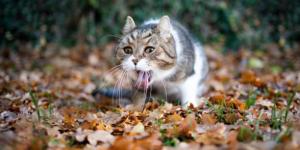 My Cat Is Coughing But There Is No Hairball