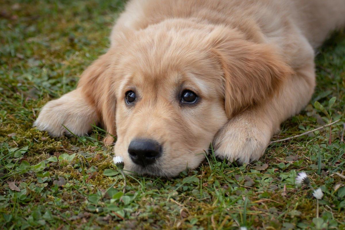 What to Do With a Flat Puppy - Swimmers Syndrome in Dogs