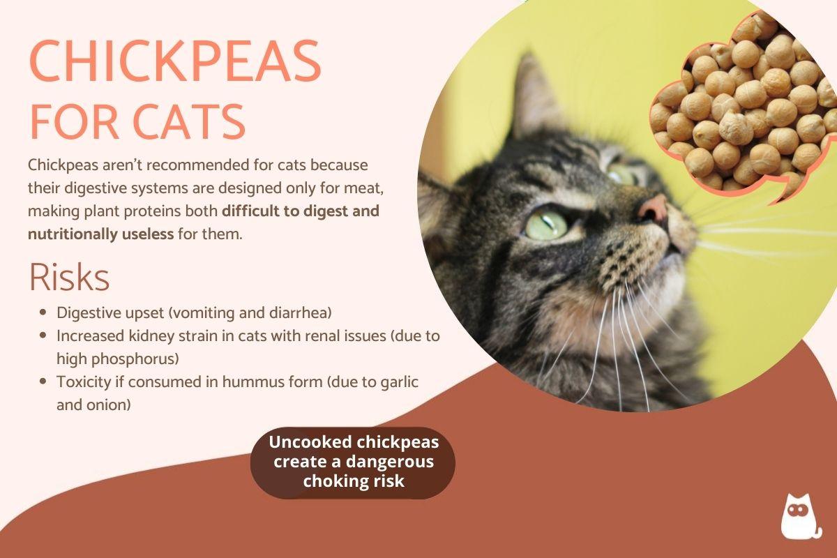 Can Cats Have Chickpeas?