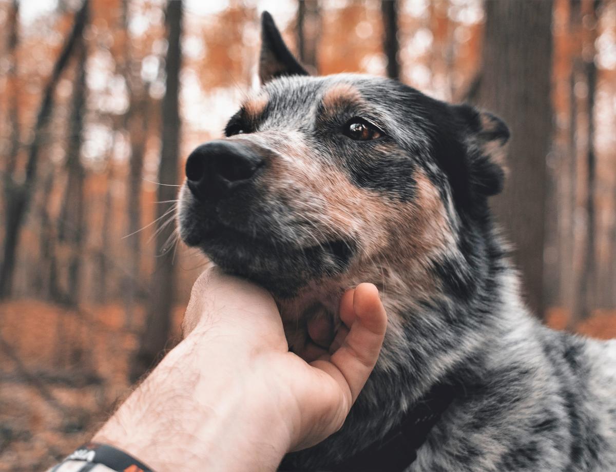 Home Remedies to Remove Ticks from a Dog