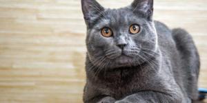 Why Is My Cat Staring at Nothing?