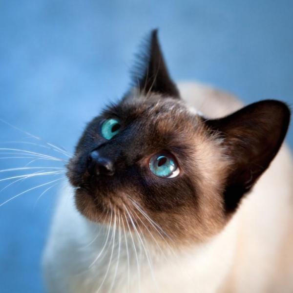 What is the Best Diet for a Siamese Cat?